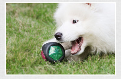 NEW! LED Dog Toy Ball