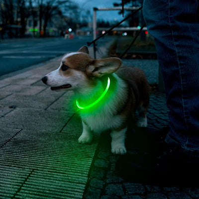 LED Dog Collar – USB Rechargeable Safety Light