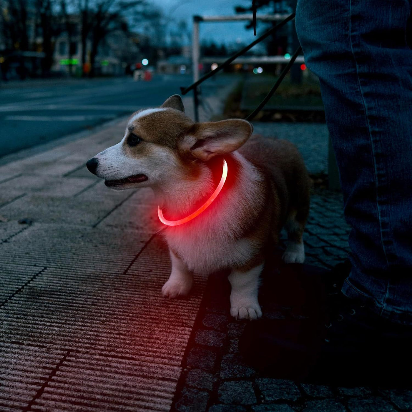 LED Dog Collar – USB Rechargeable Safety Light